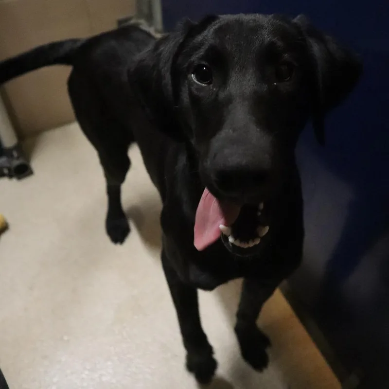 A young medium-sized male Black Mixed Breed dog named Hamlett for adoption in Waukesha, WI