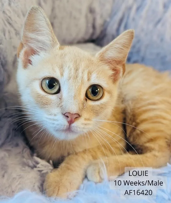Louie