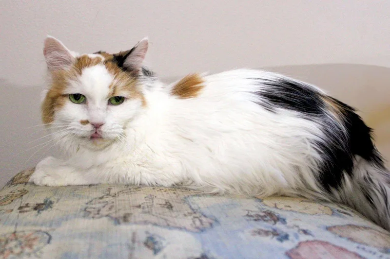 Dandelion thumbnail 3