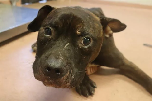 An adult medium-sized male Mixed Breed dog named Dolittle for adoption in Columbia, SC