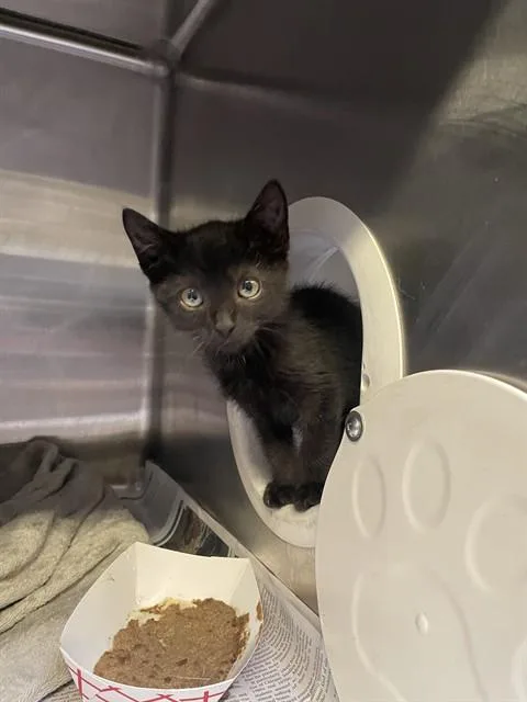 A baby small-sized male Domestic Short Hair cat named Malcom for adoption in Stockton, CA