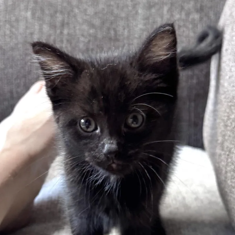 A baby small-sized male Black Domestic Short Hair cat named Riley for adoption in Pinson, TN
