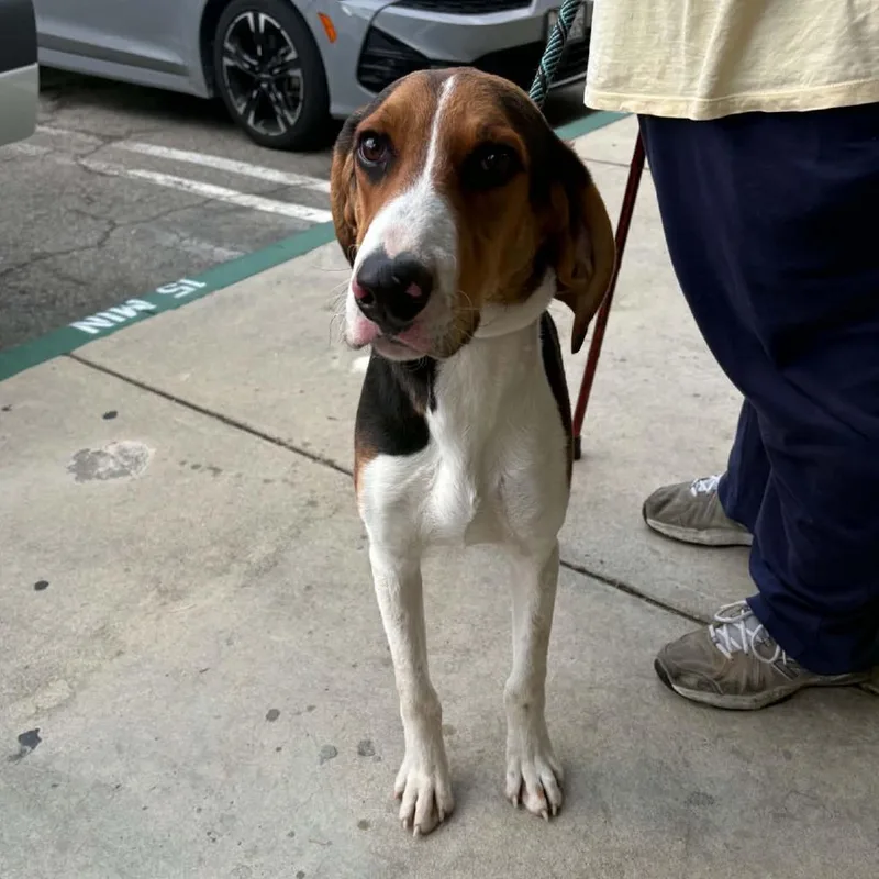 A young large-sized male Hound dog named Brutus  Chino Hills for adoption in Chino Hills, CA