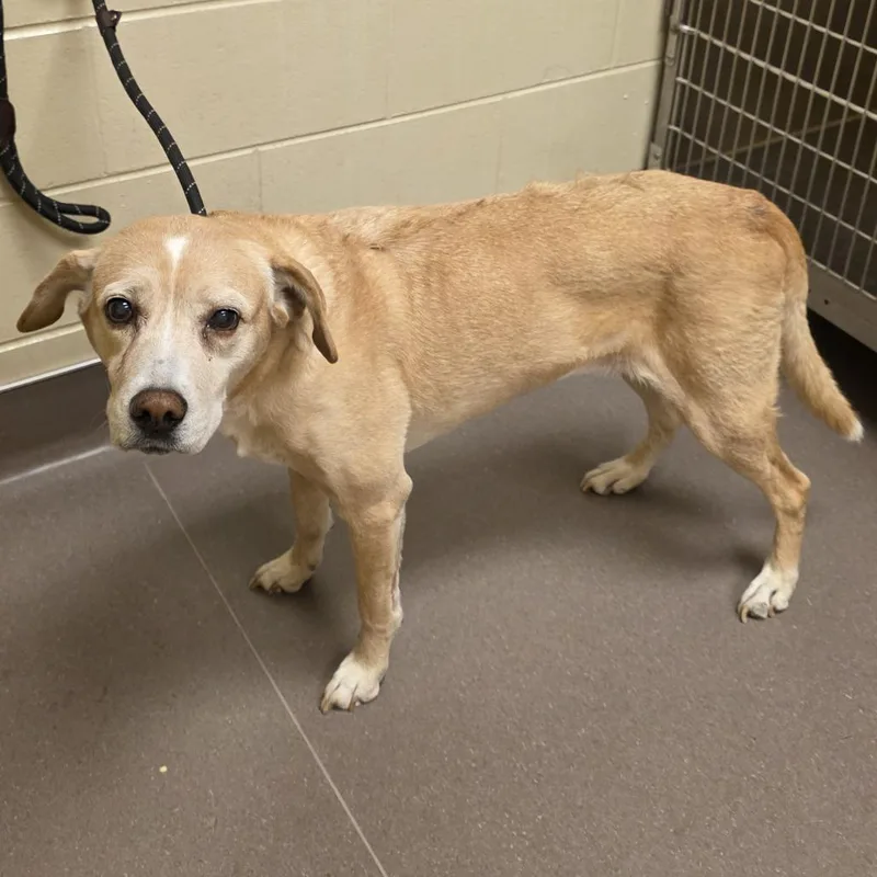 A senior medium-sized female Labrador Retriever dog named Khaleesi for adoption in Norman, OK