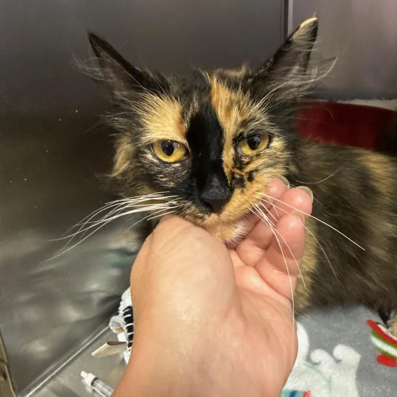 An adult medium-sized female Calico Domestic Long Hair cat named Doris for adoption in Reynoldsburg, OH