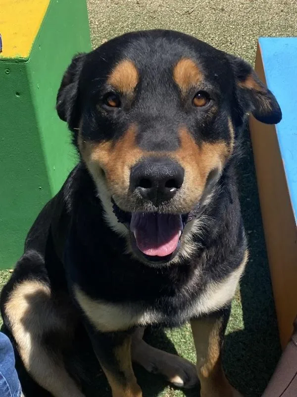 An adult large-sized male Rottweiler dog named Zeus for adoption in Monterey, CA