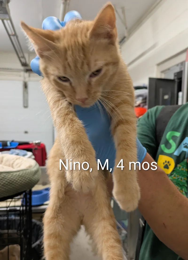 A young small-sized male Tabby (Orange / Red) Domestic Short Hair cat named Nino for adoption in Bedford, VA