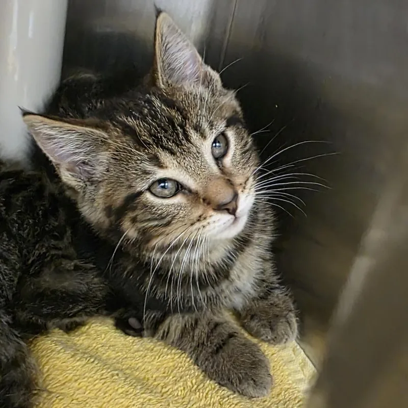 A baby small-sized female Brown / Chocolate Domestic Short Hair cat named Ireland for adoption in Fort Wayne, IN