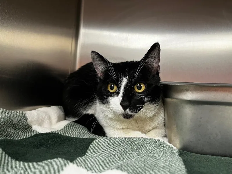 An adult medium-sized female Domestic Short Hair cat named Oreo for adoption in Logan, UT