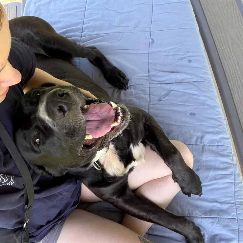 An adult large-sized male Black Labrador Retriever dog named Loon for adoption in Binghamton, NY