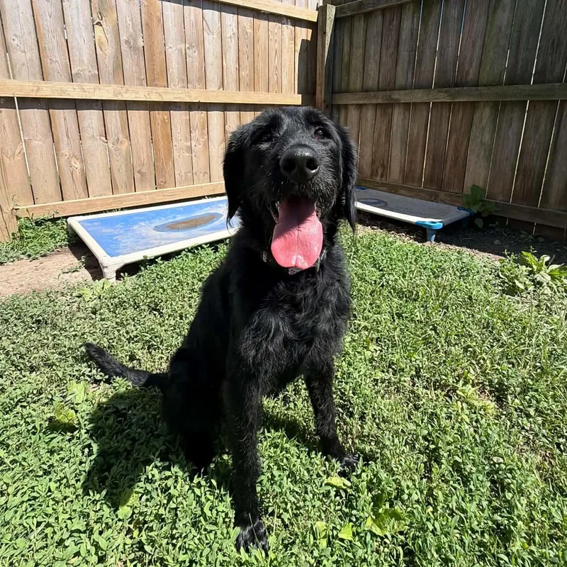 An adult large-sized female Black Standard Poodle dog named Carnation for adoption in Martinsville, IN