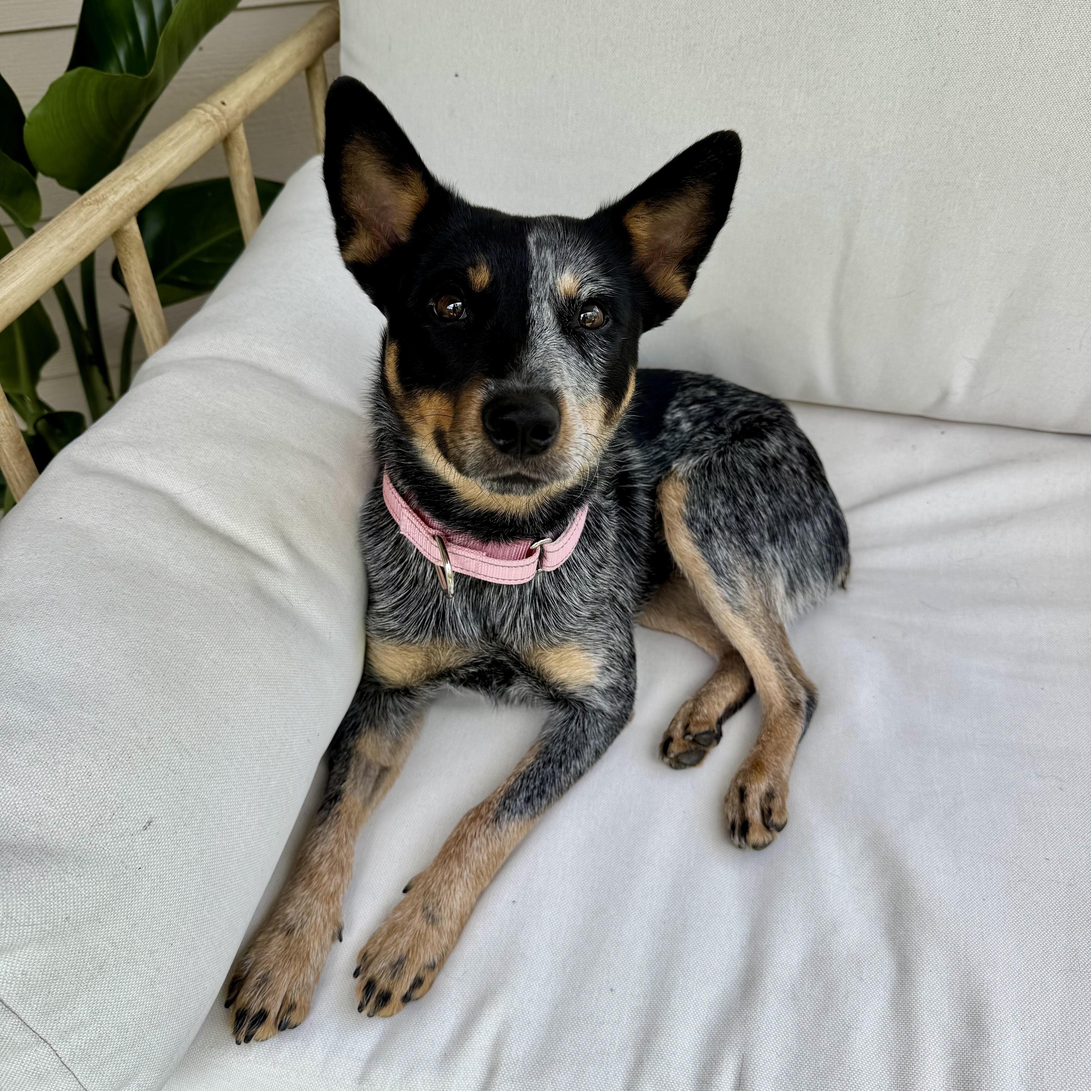 A young medium-sized female Australian Cattle Dog / Blue Heeler dog named Joni for adoption in Pflugerville, TX
