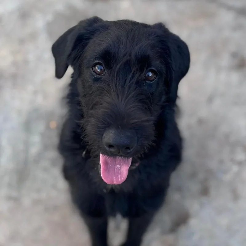 An adult medium-sized female Black Giant Schnauzer dog named Tamara for adoption in Loiza, PR
