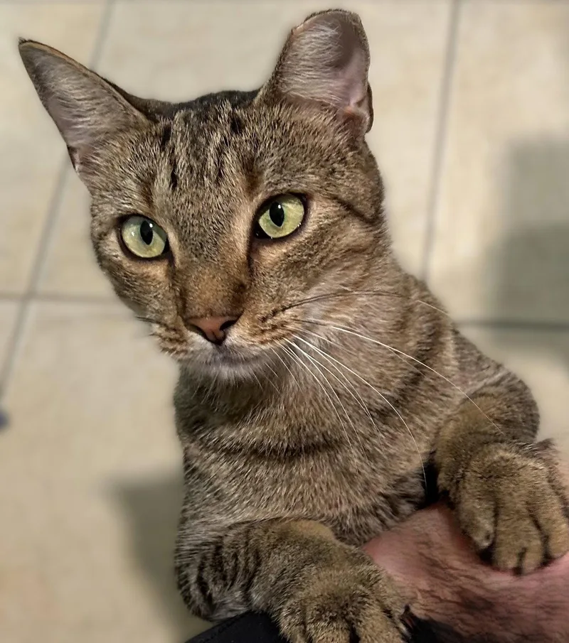 An adult large-sized male Tabby cat named Scout for adoption in Fort Myers, FL