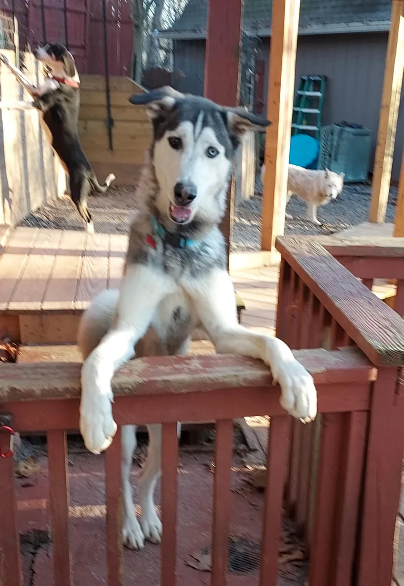 An adult large-sized male Siberian Husky dog named Astro for adoption in Acworth, GA