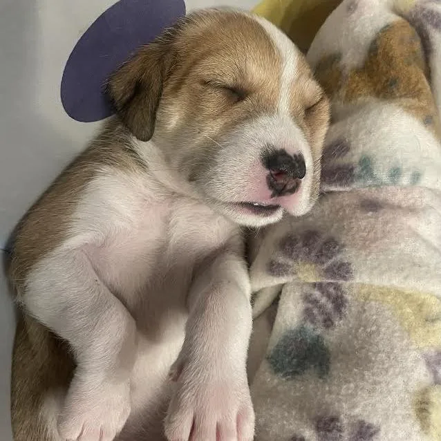 A baby small-sized female Brown / Chocolate Mixed Breed dog named Empanada for adoption in Flagstaff, AZ