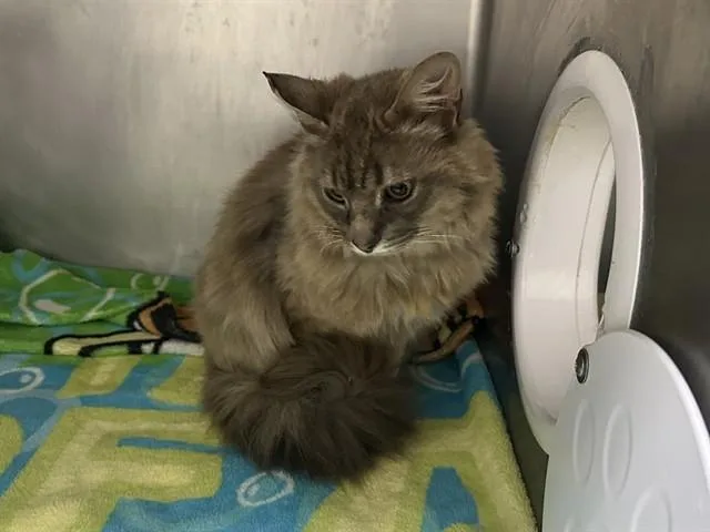 A young small-sized male Domestic Medium Hair cat named Pillow for adoption in McKinleyville, CA