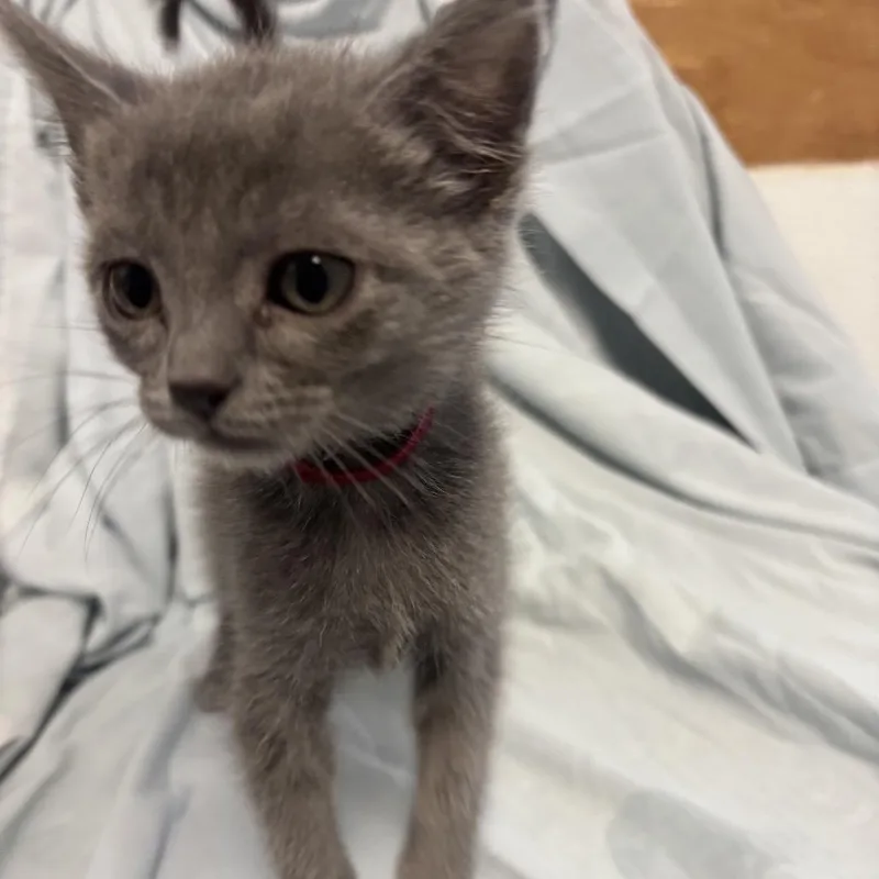 A baby small-sized female Gray / Blue / Silver Domestic Short Hair cat named Blair for adoption in Point Richmond, CA