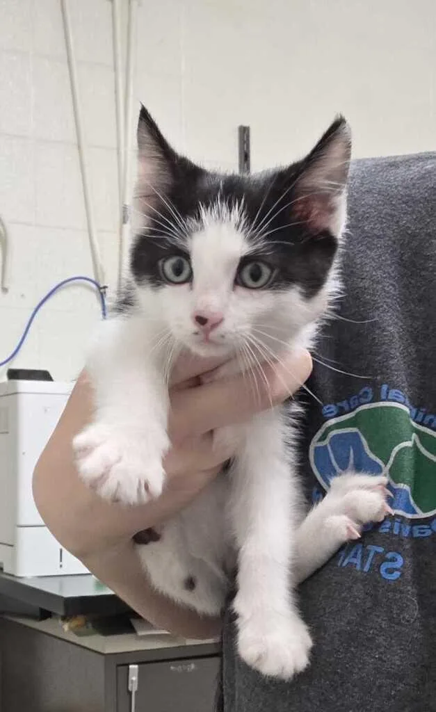 A baby medium-sized male White Domestic Short Hair cat named Myling for adoption in Fruit Heights, UT