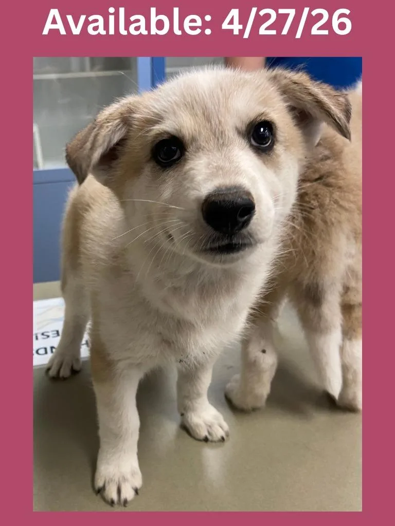 A baby large-sized female Cattle Dog dog named Dog Kennel  Vanilla for adoption in Greenville, TX
