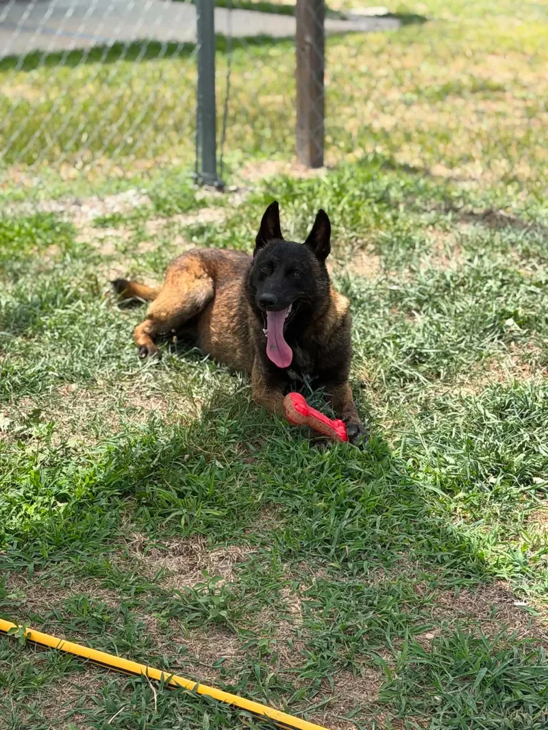 A young large-sized male Belgian Shepherd / Malinois dog named Mojo for adoption in Parrish, FL