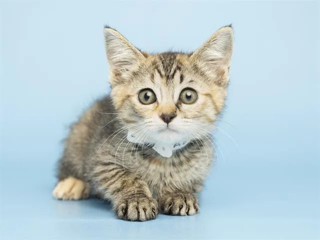 A baby small-sized female Domestic Short Hair cat named Cutie for adoption in Phoenix, AZ