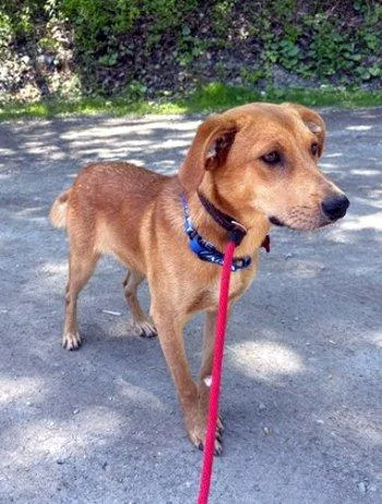 A baby medium-sized male Yellow / Tan / Blond / Fawn Labrador Retriever dog named Malachi for adoption in Bedford Hills, NY