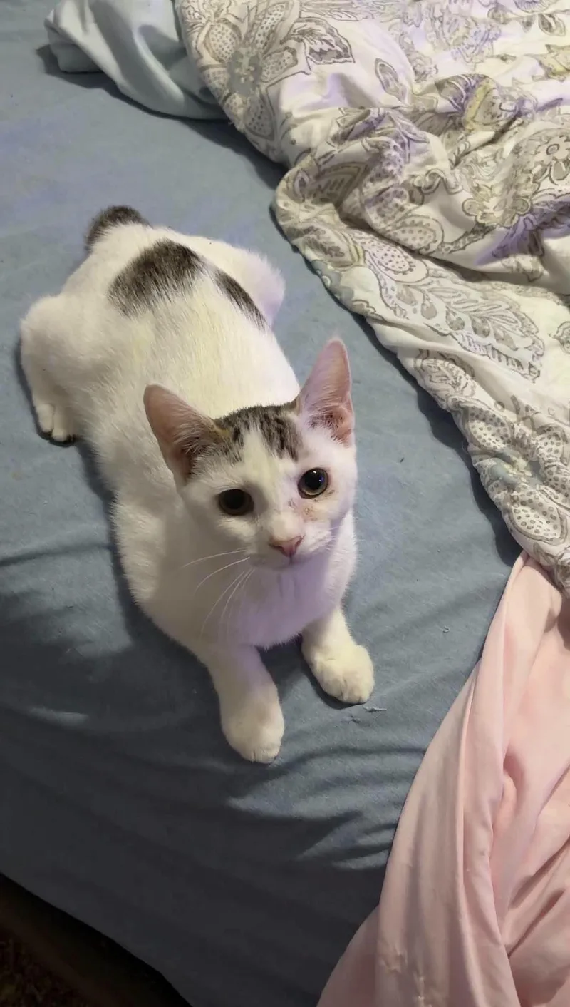 A young medium-sized female Manx cat named Radish for adoption in Cosby, TN
