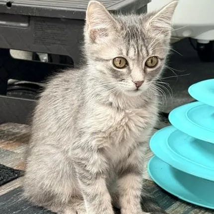A baby small-sized female Tabby (Gray / Blue / Silver) Domestic Short Hair cat named Lee for adoption in Beaufort, SC