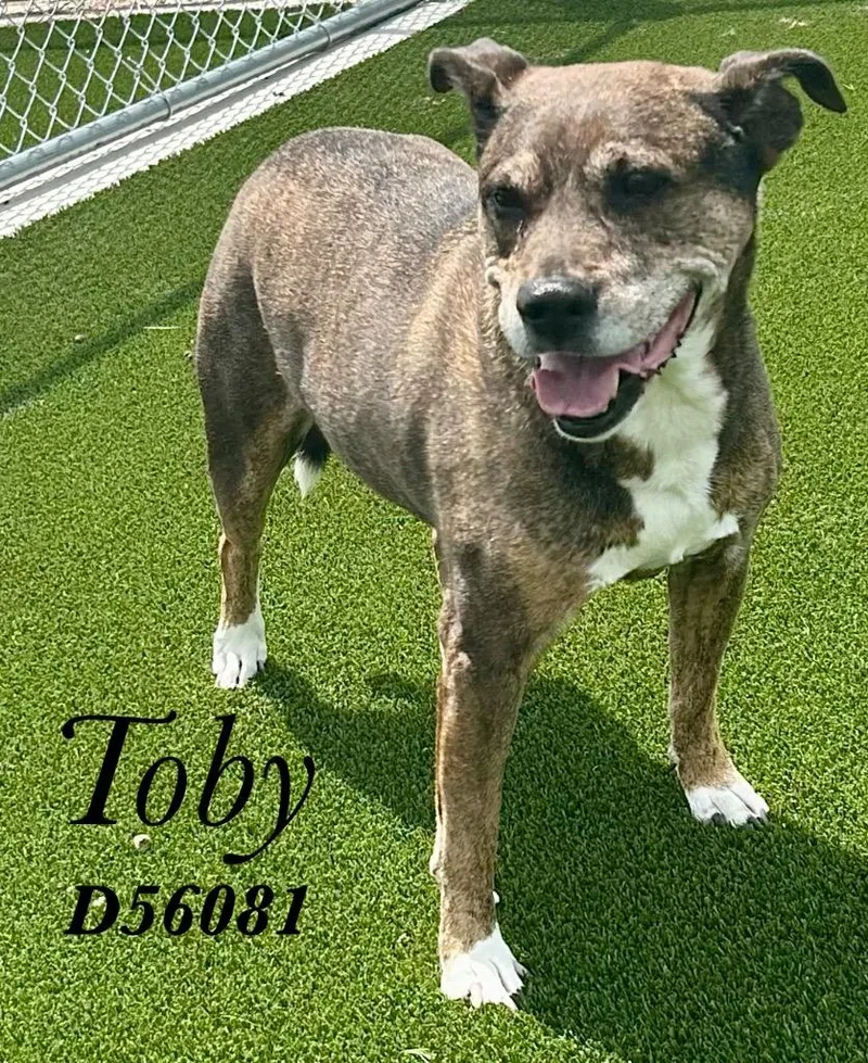 Toby thumbnail 3