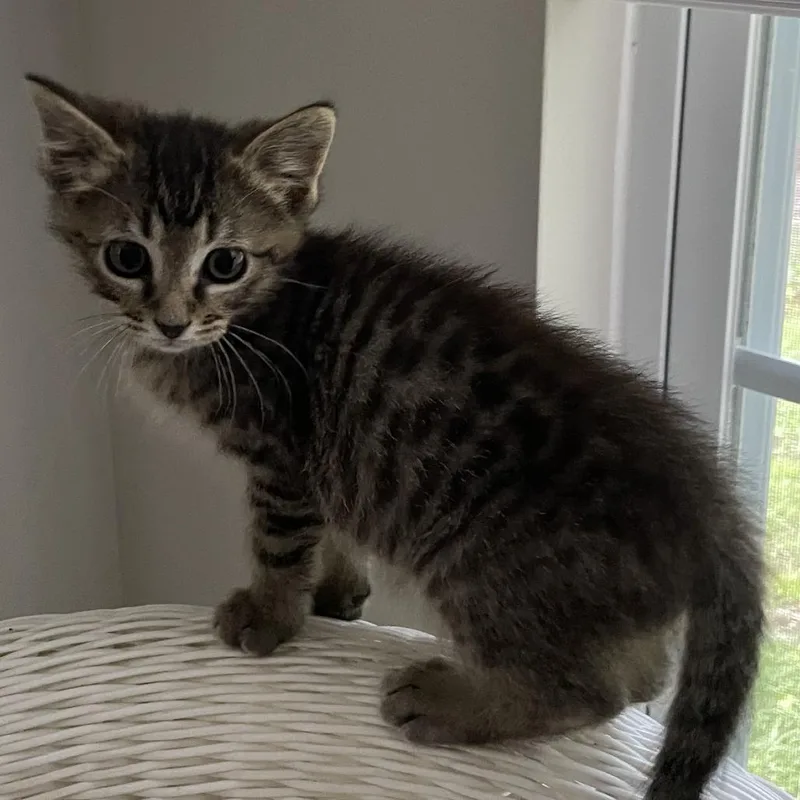 A baby small-sized male Brown / Chocolate Domestic Short Hair cat named Billy the Kit for adoption in Chattanooga, TN
