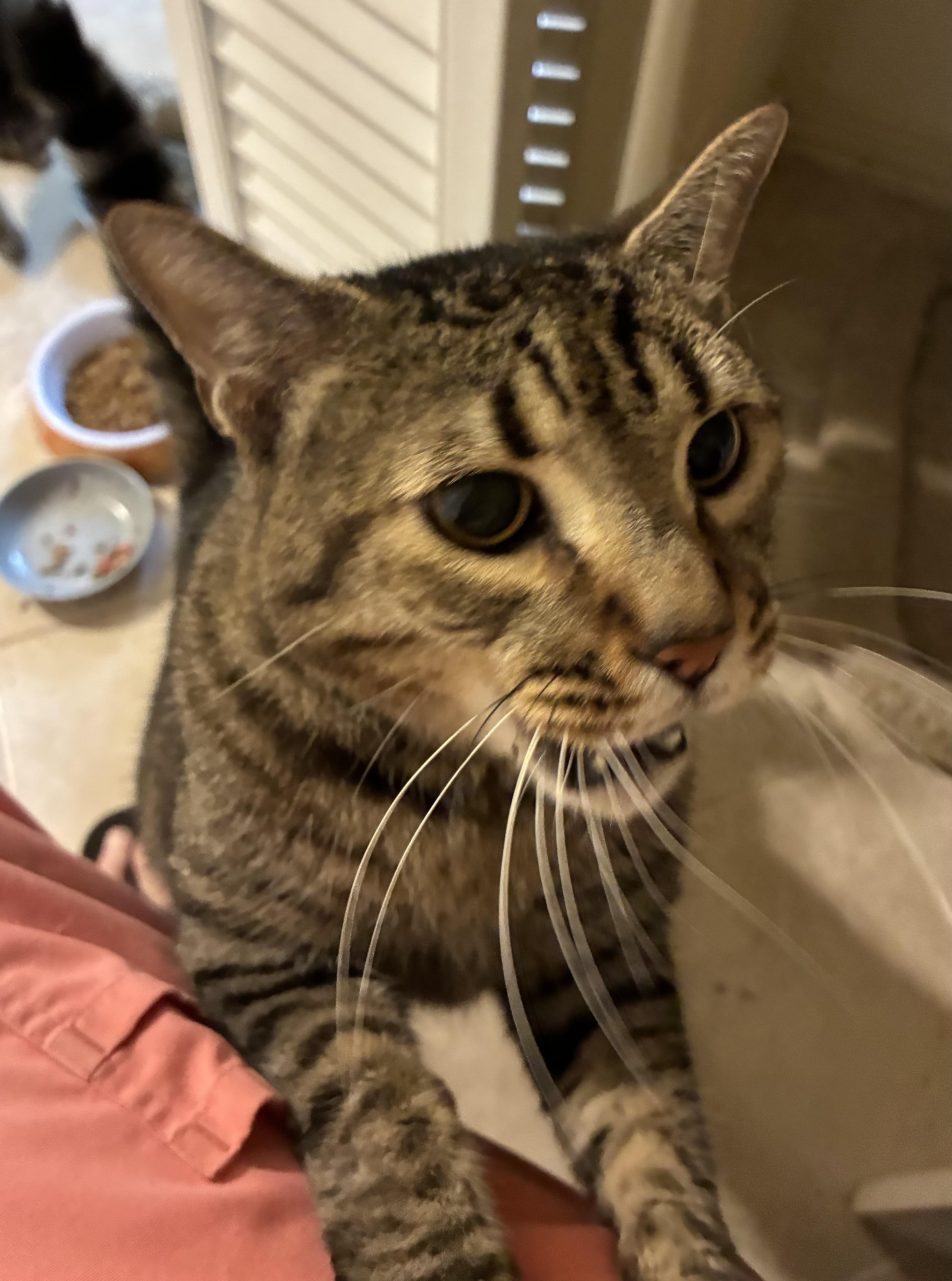 A senior medium-sized male Tabby (Brown / Chocolate) Tabby cat named Baby for adoption in Mobile, AL
