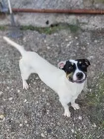 A baby small-sized male Jack Russell Terrier dog named Ryder for adoption in Mishawaka, IN