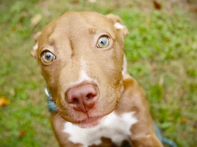A baby small-sized male American Staffordshire Terrier dog named Joppa for adoption in Tallahassee, FL