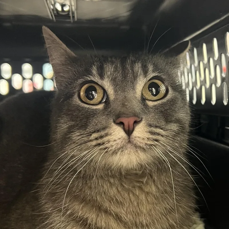 An adult large-sized female Gray / Blue / Silver Domestic Short Hair cat named Choji for adoption in Murray, UT