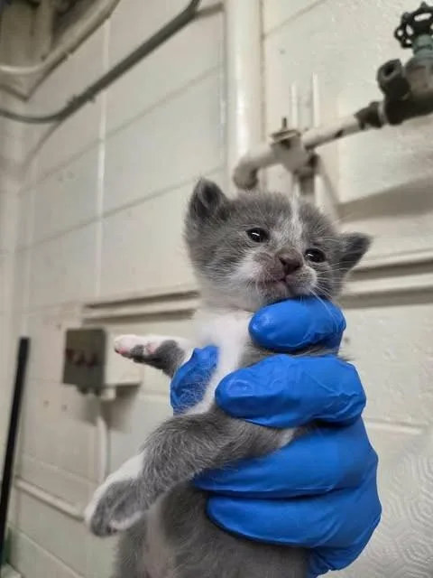 A baby medium-sized female Gray / Blue / Silver Domestic Short Hair cat named Nebula for adoption in Fruit Heights, UT