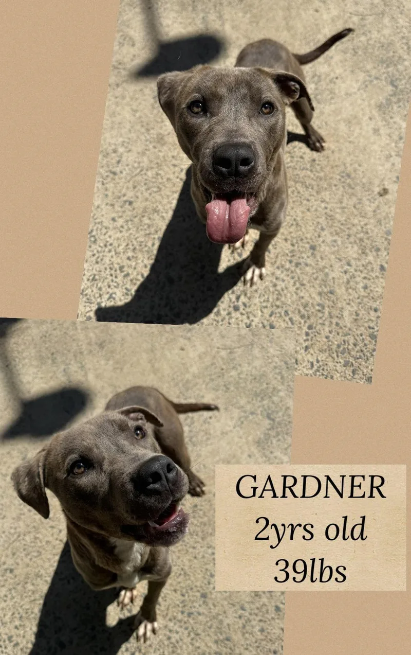 An adult large-sized male Terrier dog named Gardner for adoption in Holbrook, NY