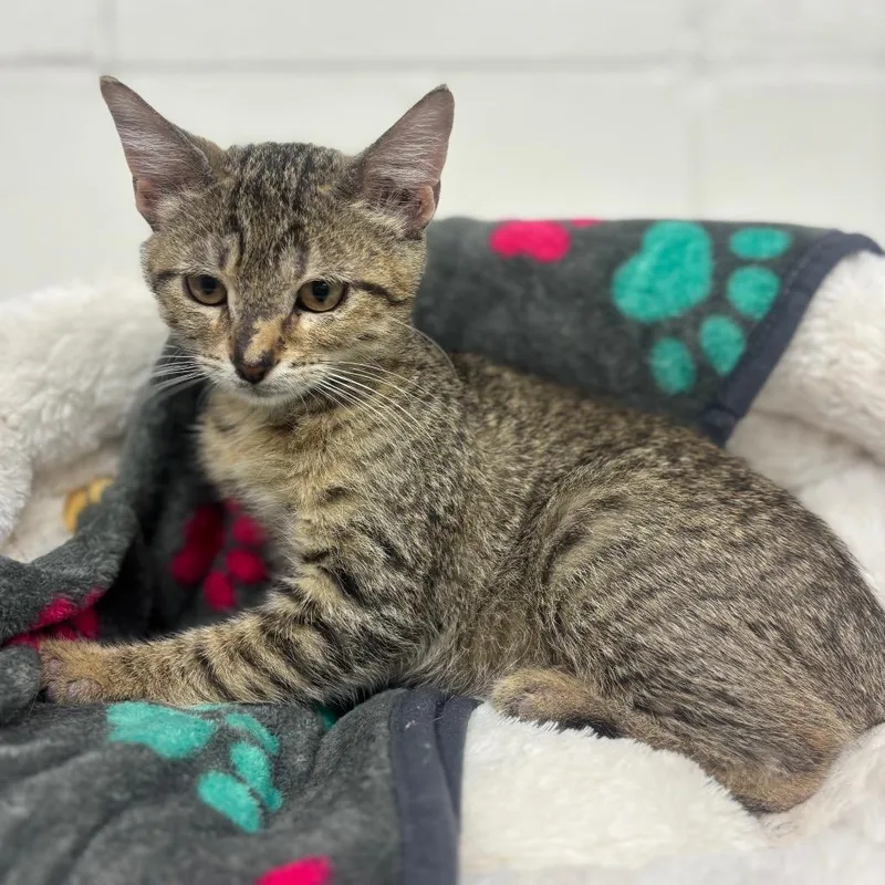 A baby small-sized male Black Domestic Short Hair cat named Maverick for adoption in Marshalltown, IA