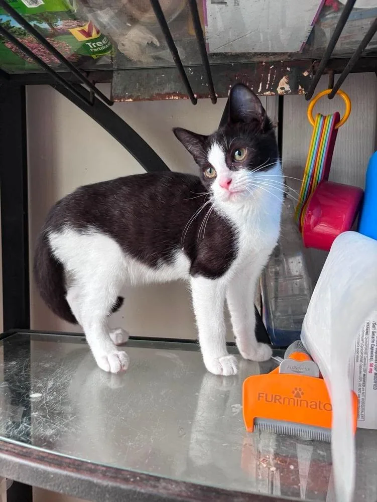 A baby small-sized male Black & White / Tuxedo Domestic Short Hair cat named Douglas Fairbanks for adoption in Milton, DE