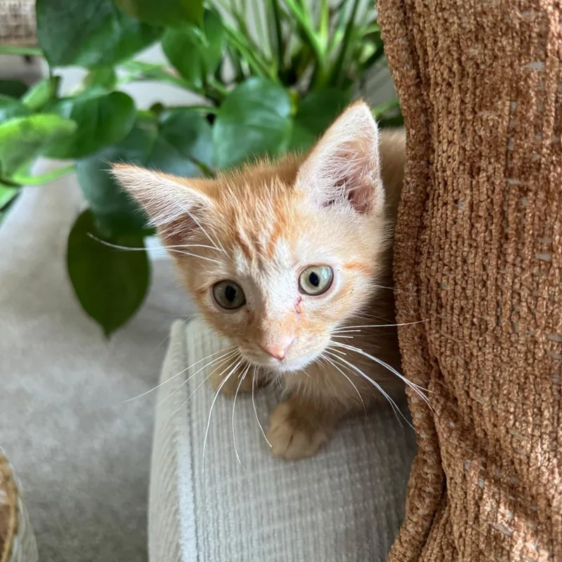 A baby small-sized male Orange / Red Domestic Short Hair cat named Jesse for adoption in Fairfax Station, VA