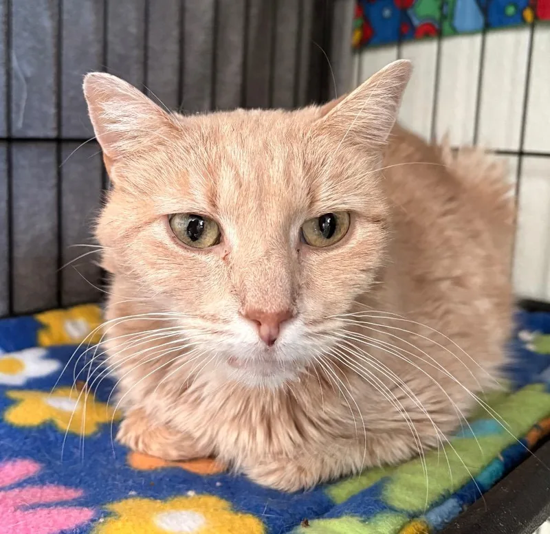 An adult medium-sized female Domestic Short Hair cat named Clemmy for adoption in Cumberland, ME