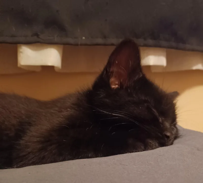 A baby small-sized male Black Domestic Short Hair cat named Anthony for adoption in Milwaukee, WI