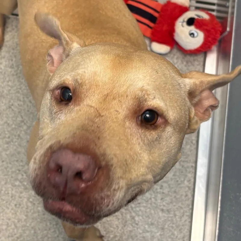 An adult large-sized female Yellow / Tan / Blond / Fawn Mixed Breed dog named Maude for adoption in Naperville, IL