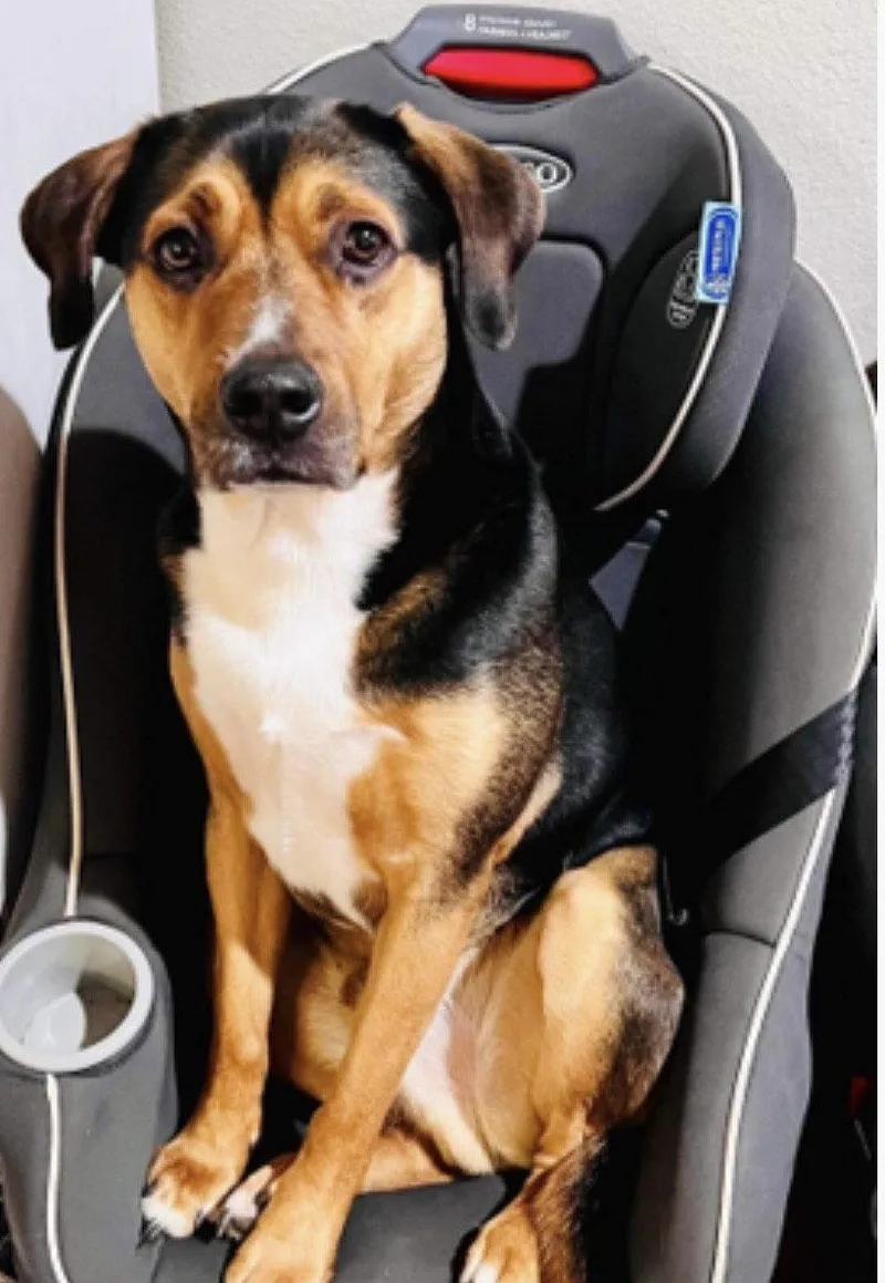 An adult large-sized male Labrador Retriever dog named Courtesy: Cowboy for adoption in Euless, TX