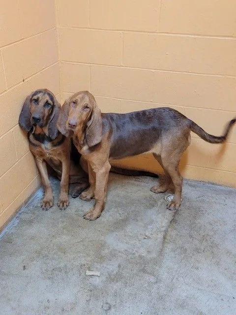 Savannah thumbnail 2