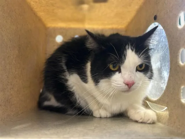 An adult medium-sized male Domestic Short Hair cat named Beau for adoption in Lancaster, CA