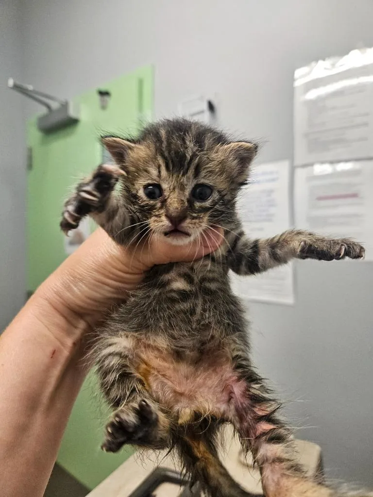 A baby medium-sized female Domestic Short Hair cat named Croissant for adoption in Bloomington, IN