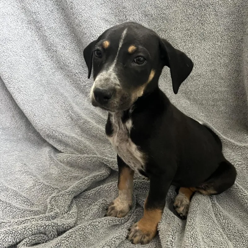 A baby medium-sized female Black Cattle Dog dog named Frankie for adoption in Cashmere, WA
