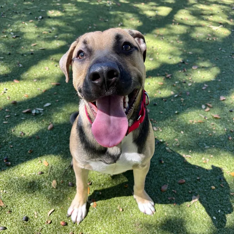 A young medium-sized male Mixed Breed dog named Jasper for adoption in Titusville, FL