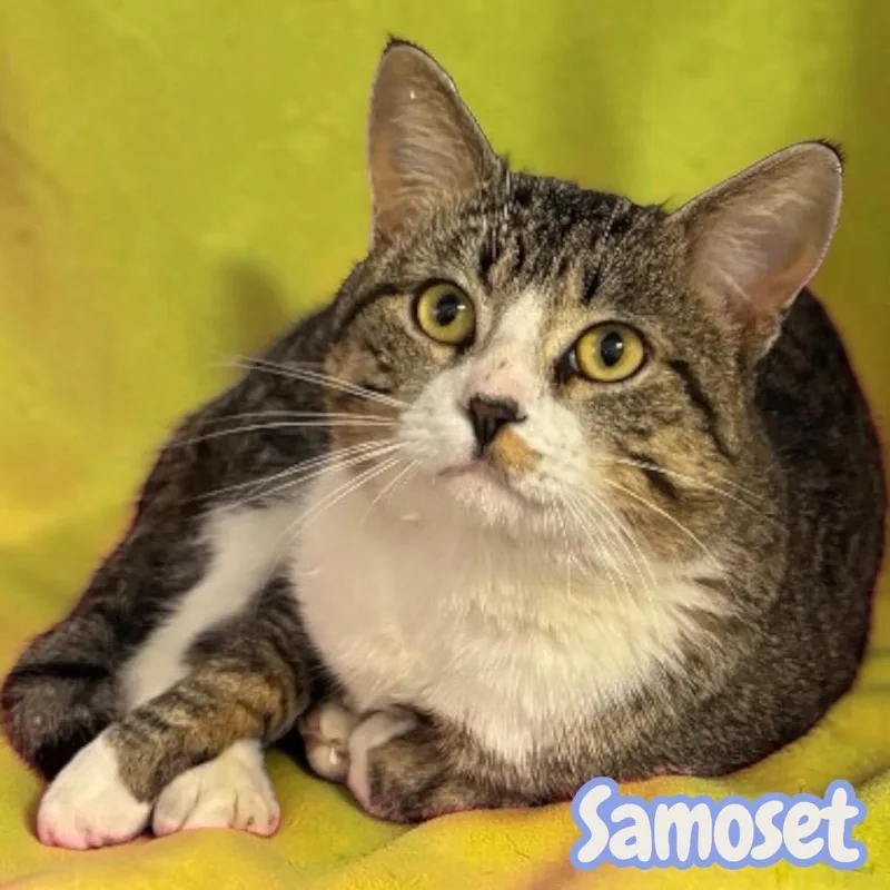 Samoset